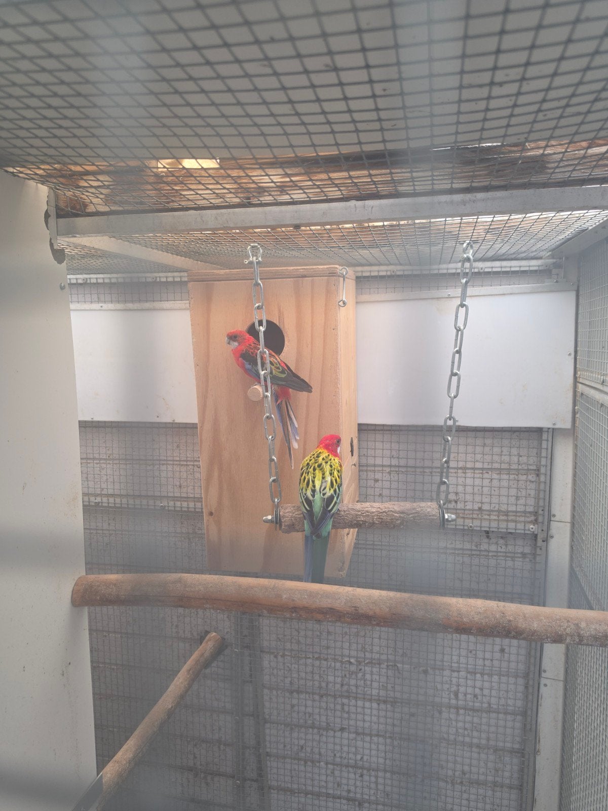 te koop rosella
