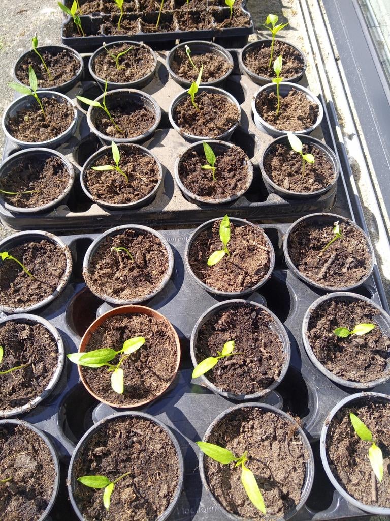 Aardbeien, tomaten en zoete paprika, Tuin en Terras, Planten | Tuinplanten, Ophalen of Verzenden, Eenjarig, Groenteplanten, Volle zon