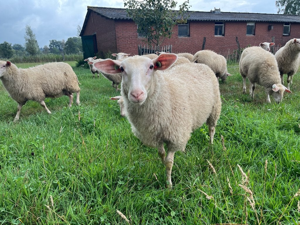 Fries Melkschaap ooilammeren, Dieren en Toebehoren, Vrouwelijk, Schaap, 0 tot 2 jaar