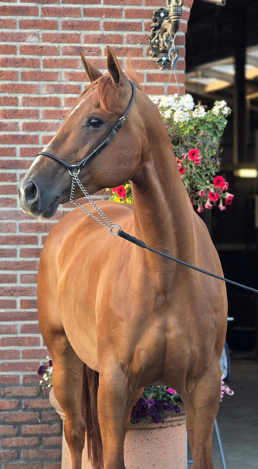 Prachtige Quater merrie, Dieren en Toebehoren, Met stamboom, B, 7 tot 10 jaar, Westernpony