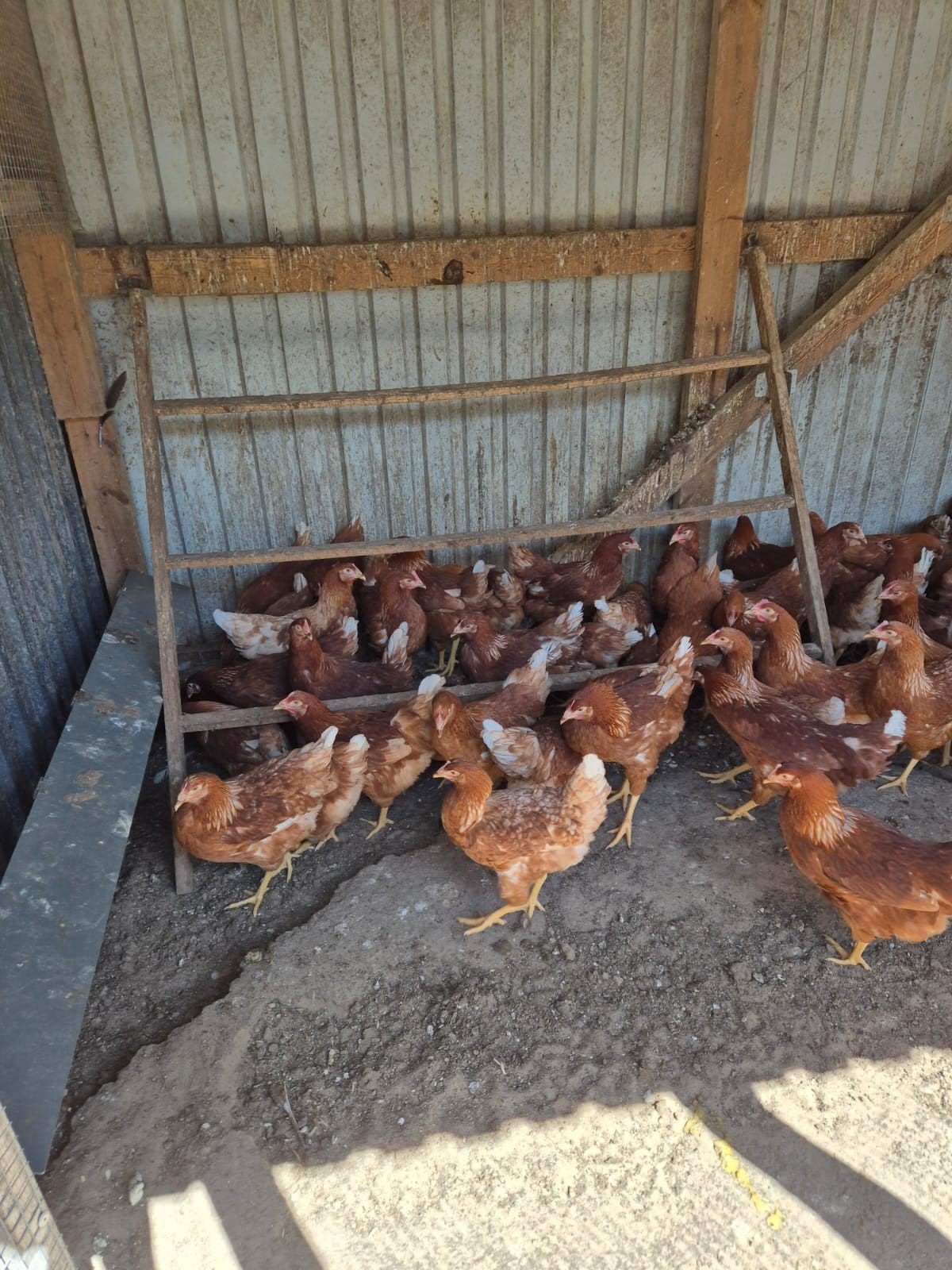 Tekoop jonge legkippen, Dieren en Toebehoren, Pluimvee, Vrouwelijk, Kip