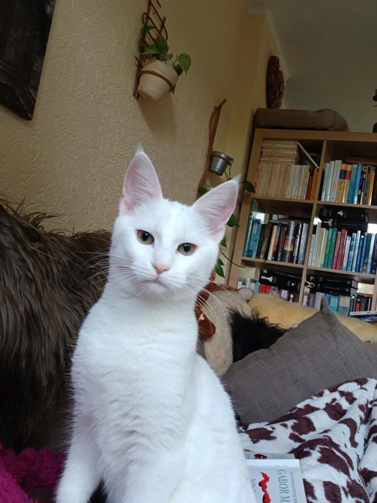 Gouden mandje voor kittens Jack en Lily 6 maanden oud, Meerdere dieren, Kortharig, 0 tot 2 jaar