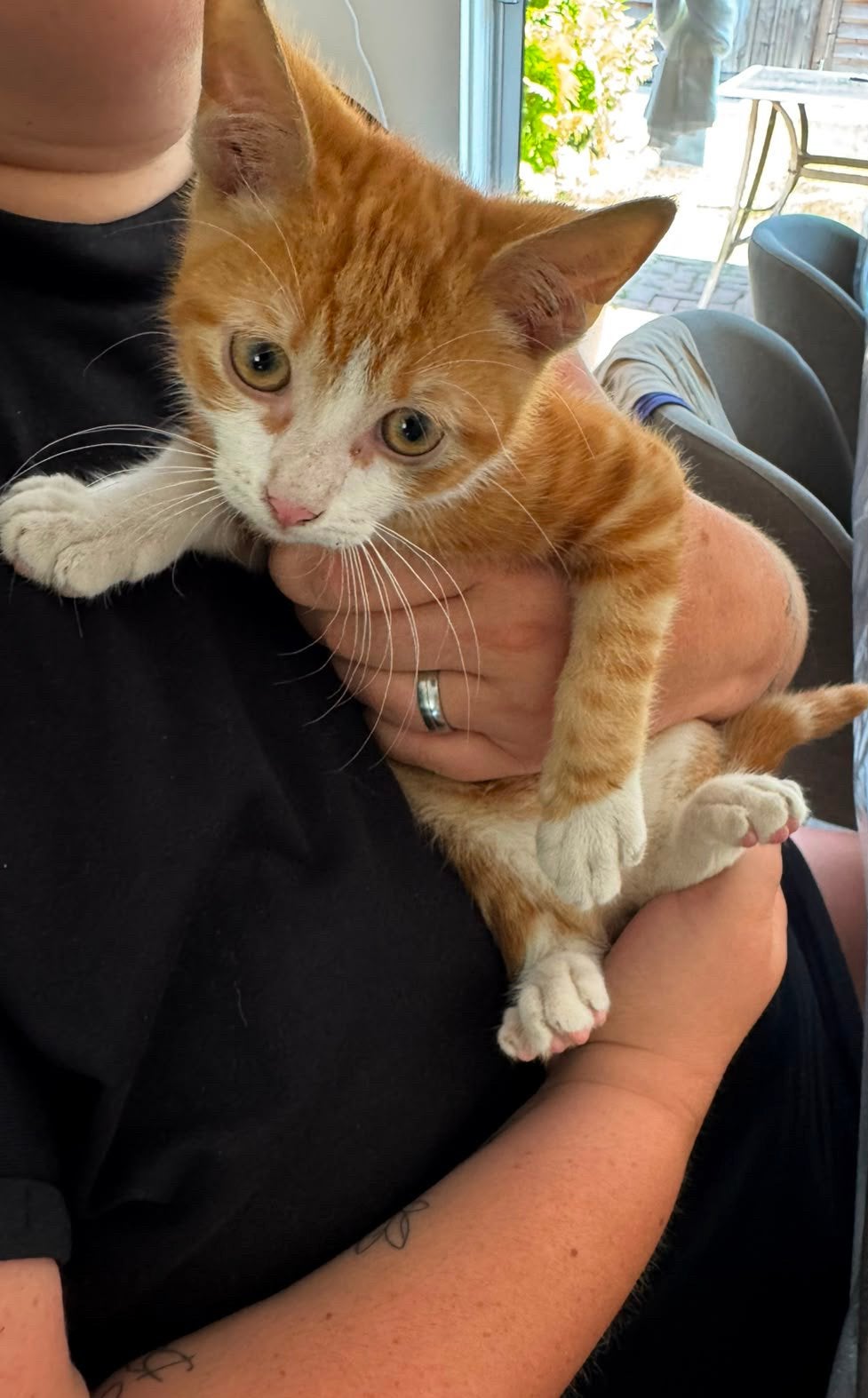Mikki, kater, Kater, Kortharig, 0 tot 2 jaar