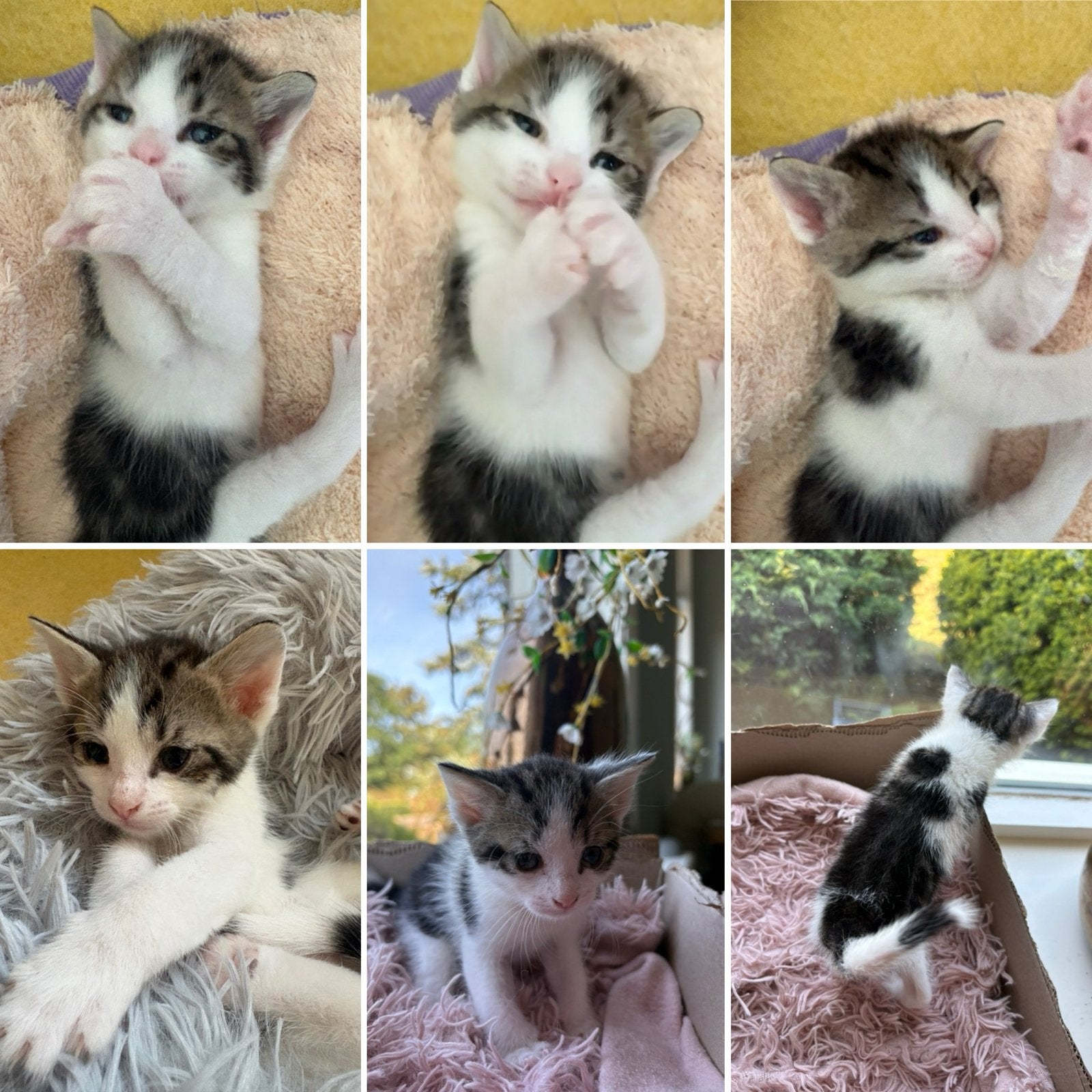 Europese korthaar kittens, Dieren en Toebehoren, Katten en Kittens | Overige Katten, Meerdere dieren, Kortharig, 0 tot 2 jaar