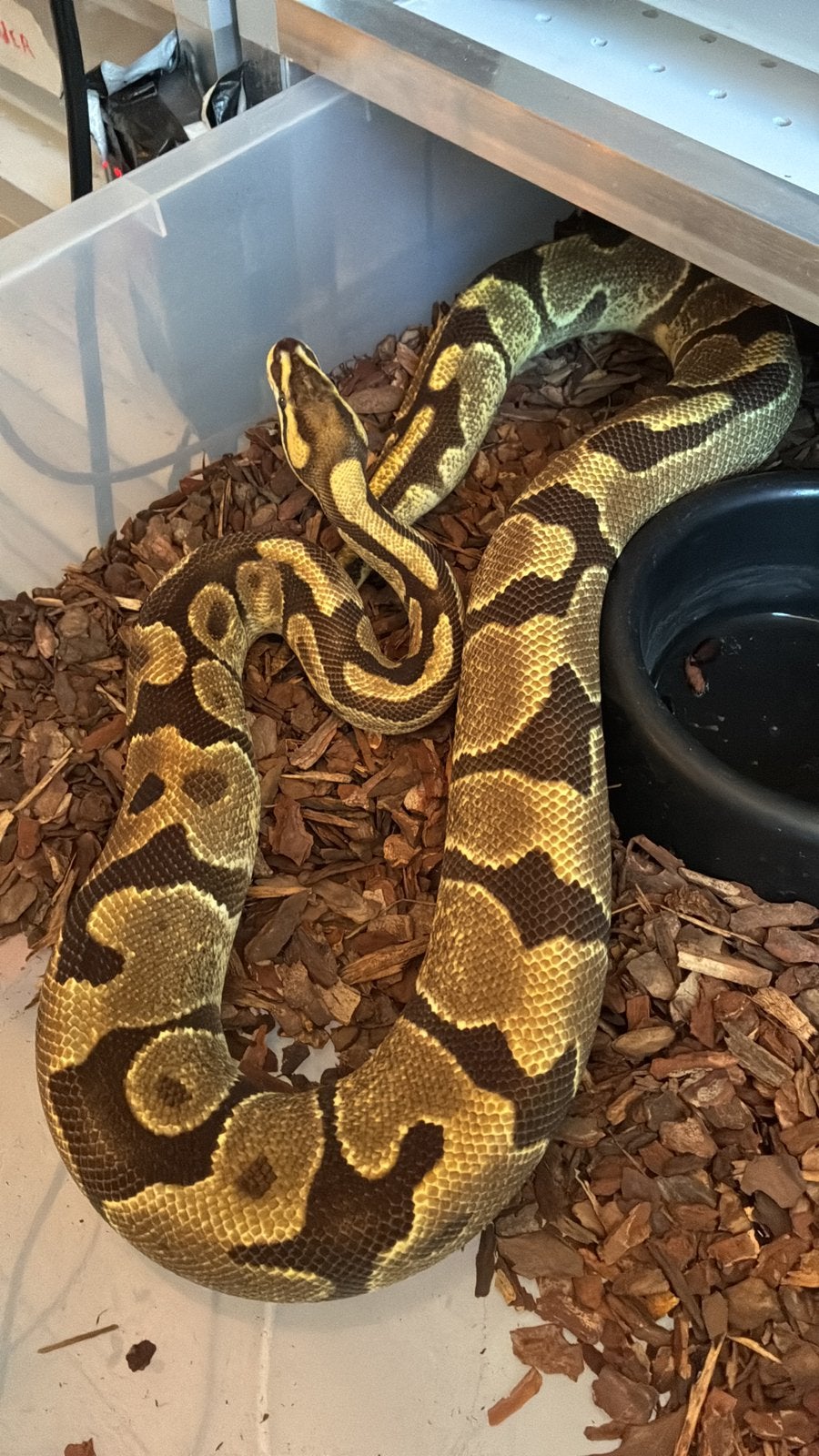 Ball python vrouw Ball Python - female for sale from Bas  Heuperman