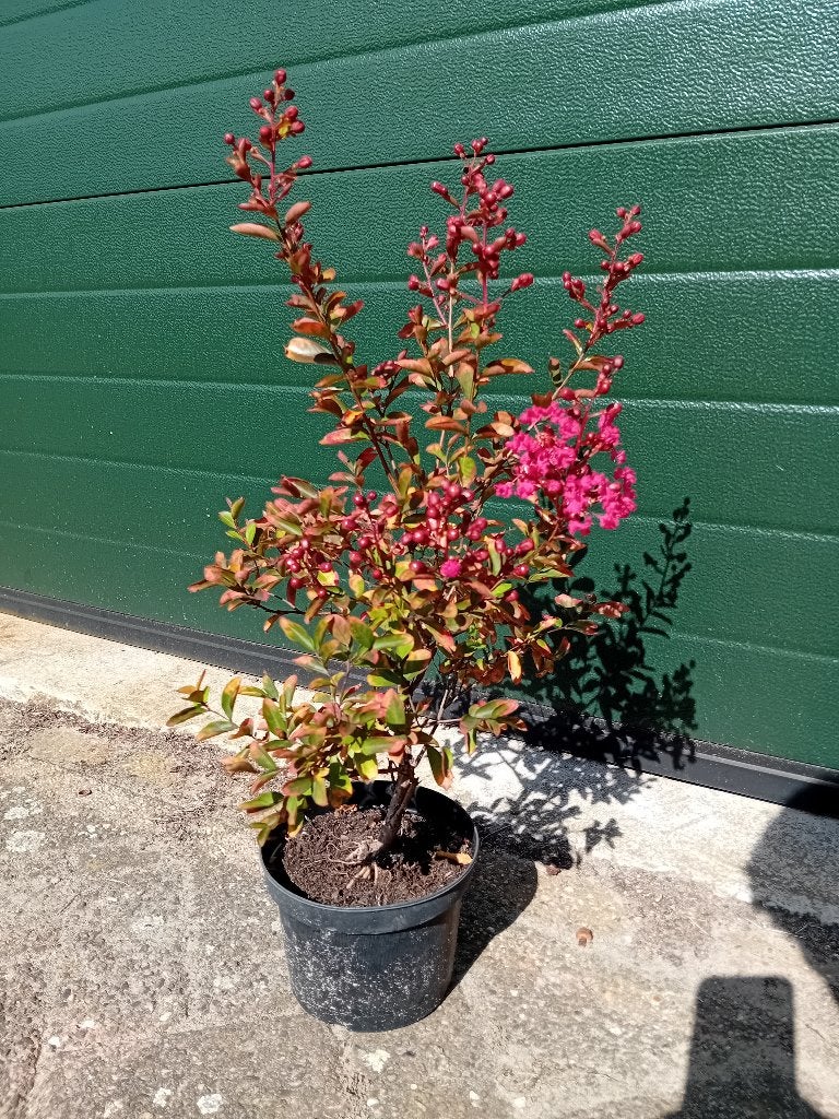 Lagerstroemia Petit red, Tuin en Terras, Overige soorten, Volle zon, Vaste plant, Ophalen of Verzenden