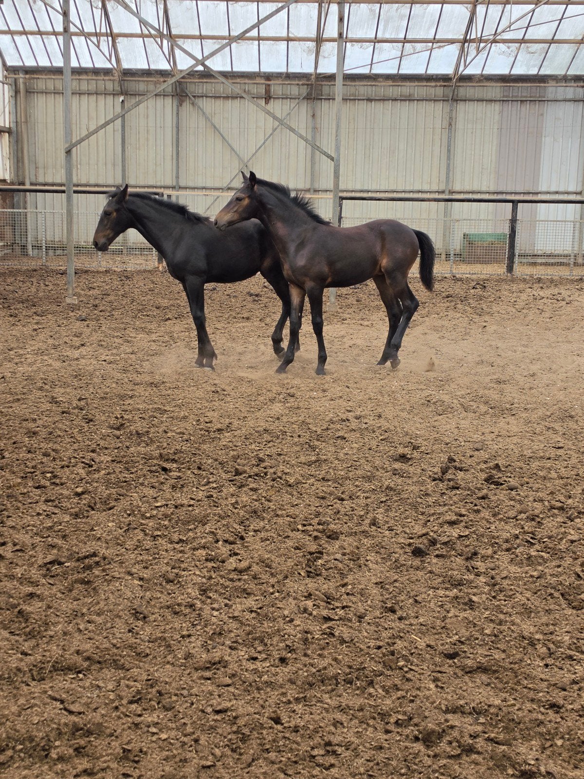 aang.veulens, Dieren en Toebehoren, Paarden, Merrie, 160 tot 165 cm, Gechipt, 0 tot 2 jaar