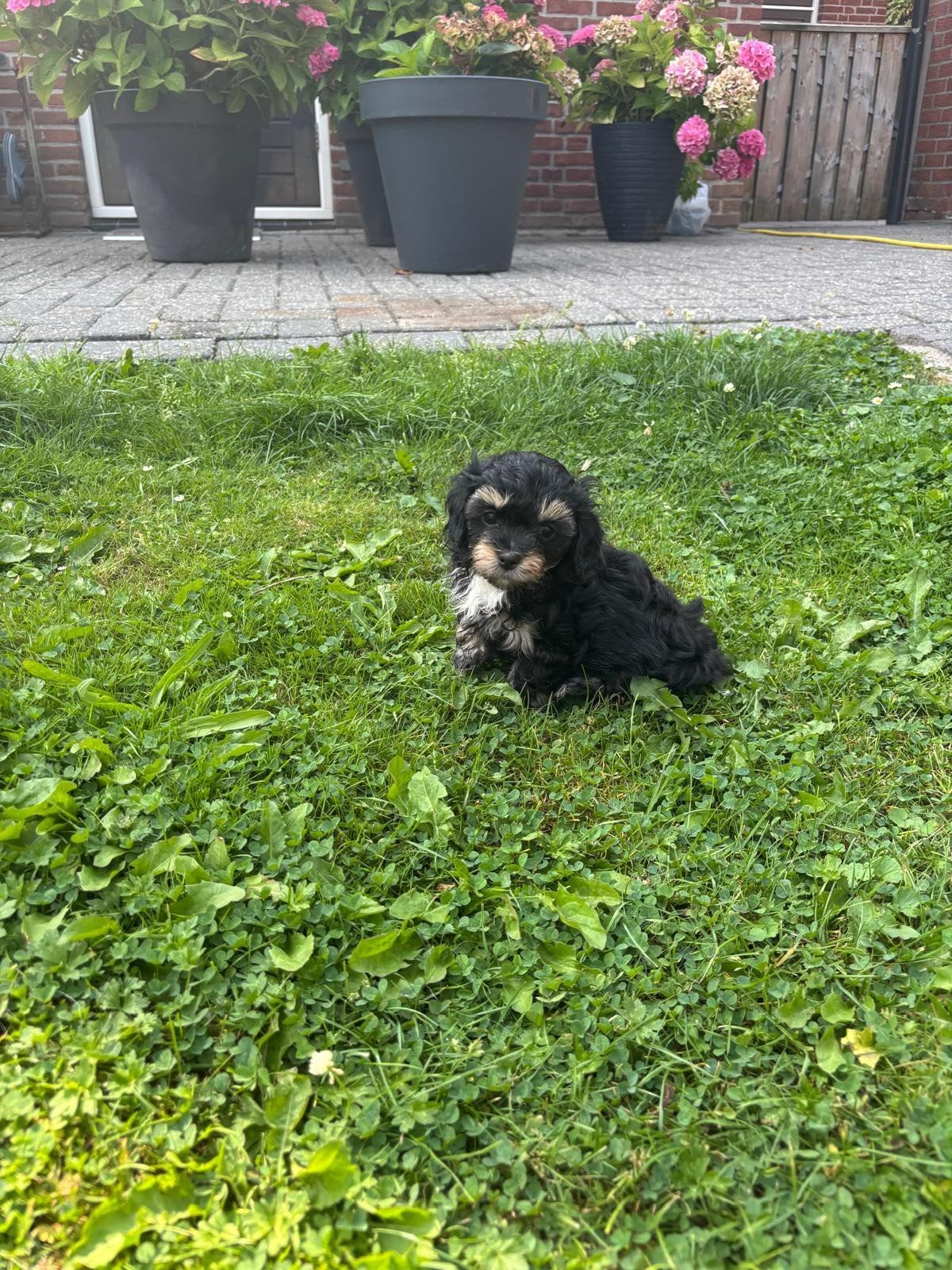 super lief sociaal maltipoo puppy, Poedel, Teef, Eén hond, Nederland