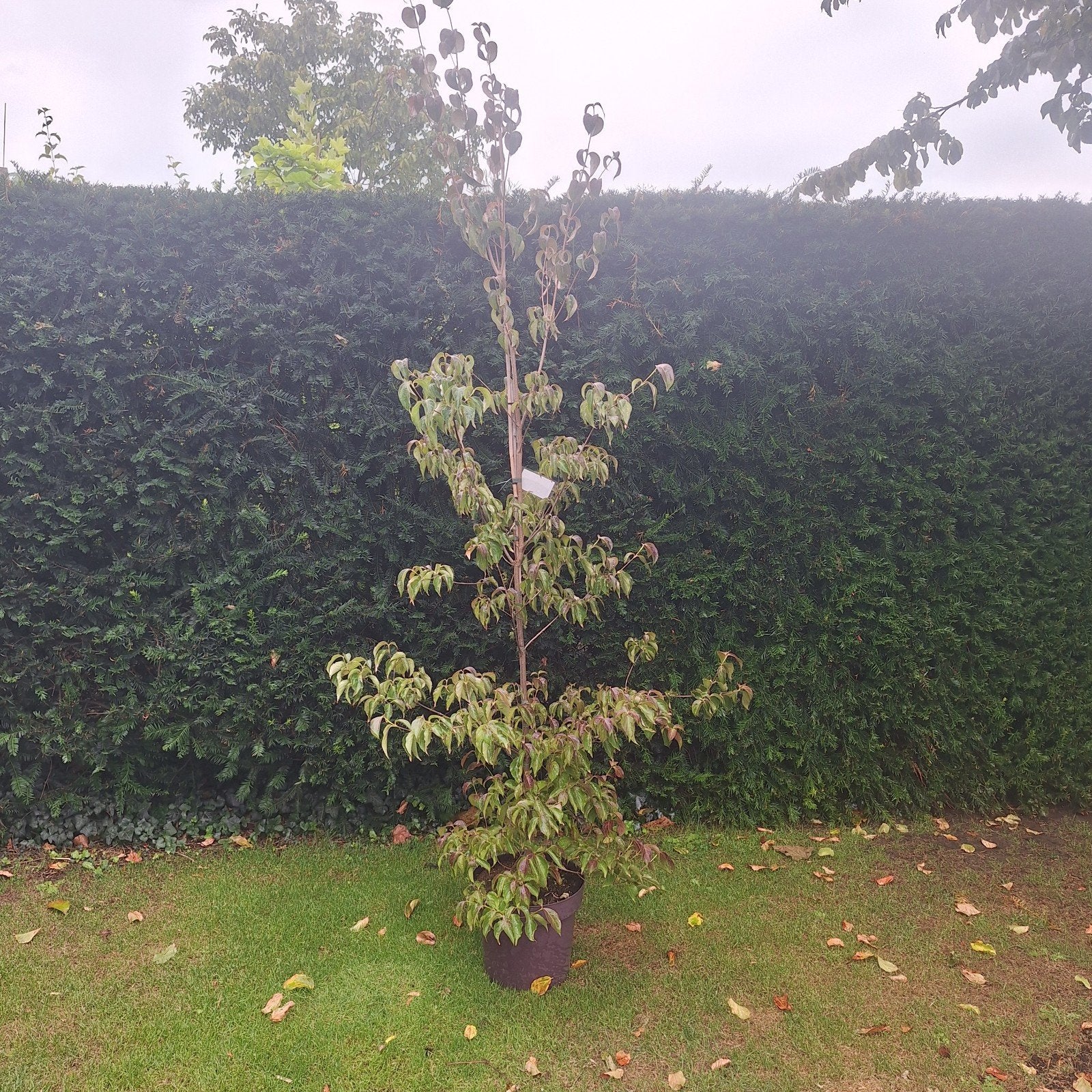 Japanse kornoelje (Cornus kousa chinensis), Tuin en Terras, Volle zon, Vaste plant, Lente, Ophalen