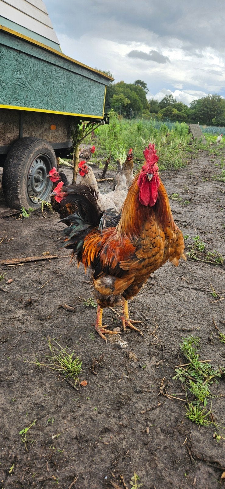 Lieve half tamme haan., Dieren en Toebehoren, Mannelijk, Kip