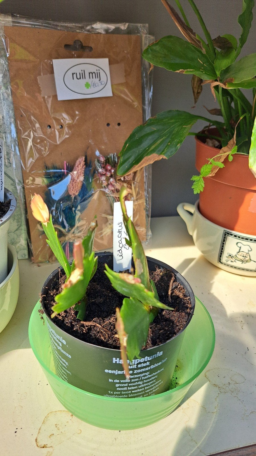 Lidcactus, Ophalen, Halfschaduw, Minder dan 100 cm
