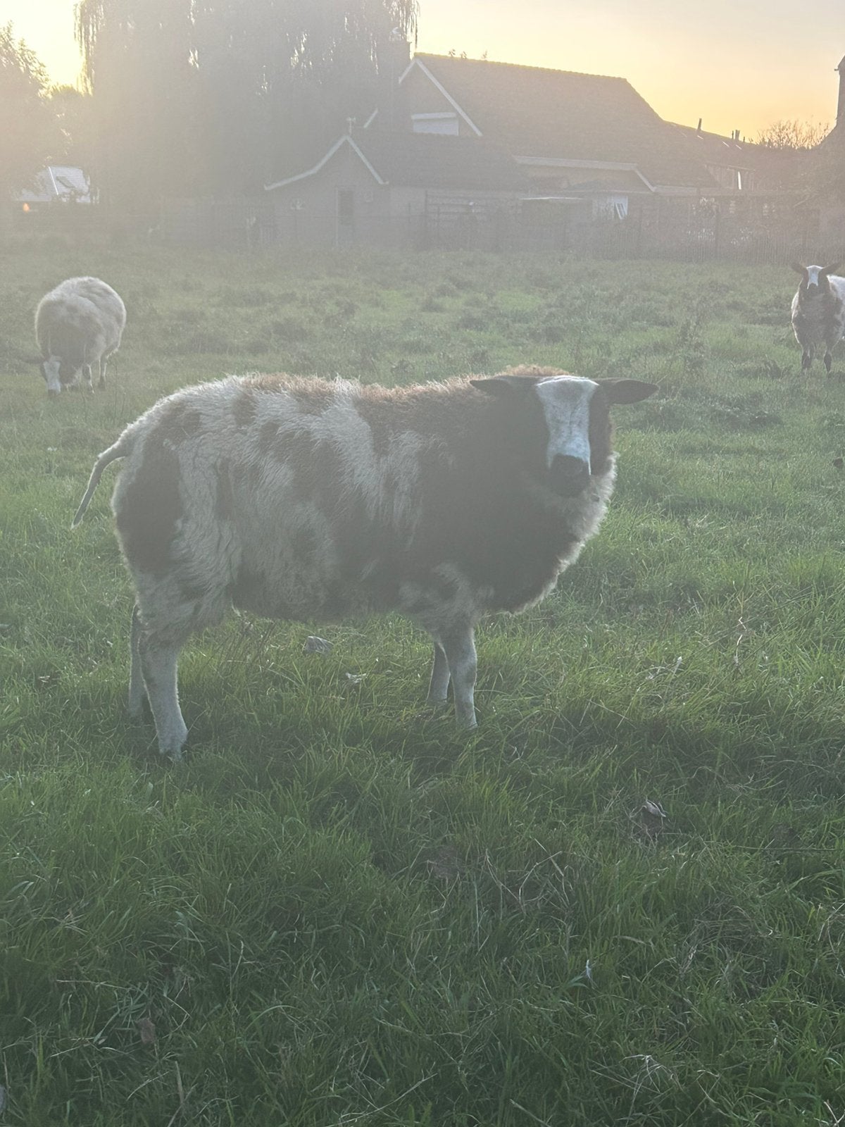 Bonte rammen, Dieren en Toebehoren, Mannelijk, Schaap