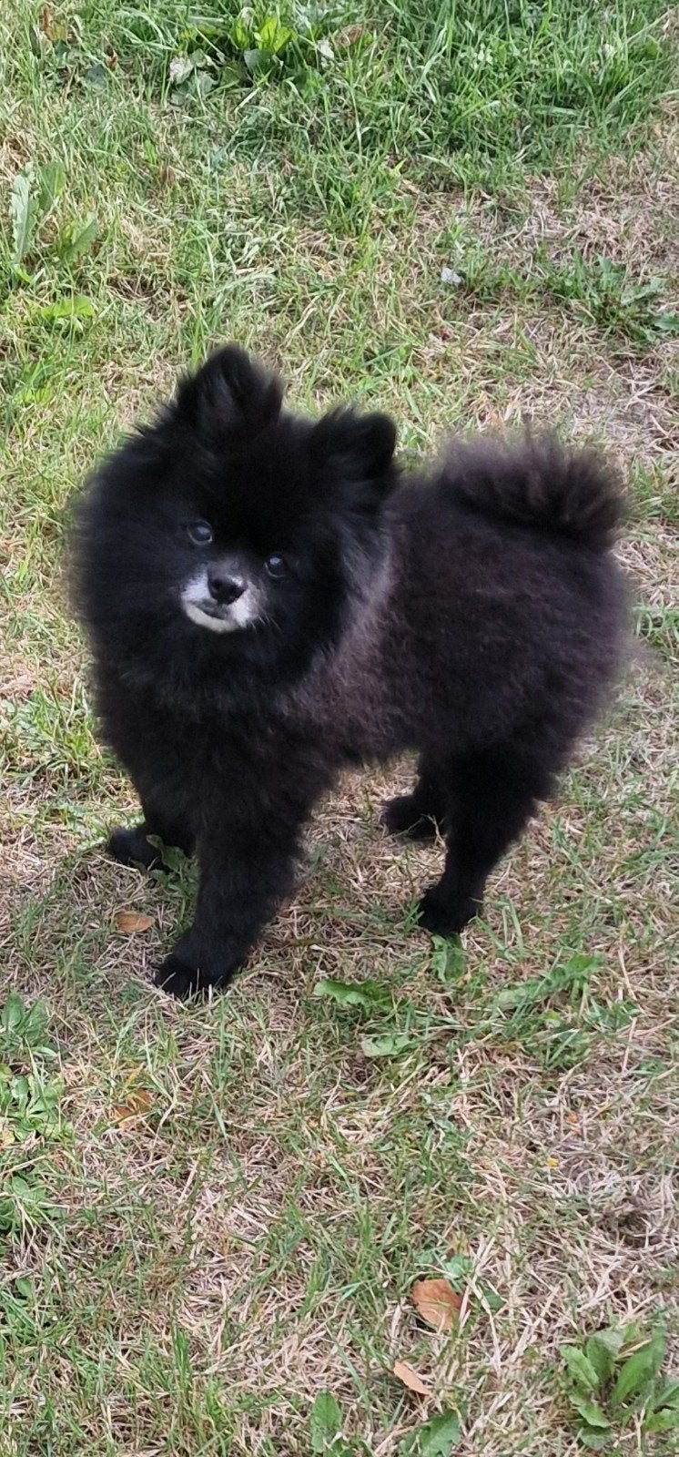 POMERIAAN DEKREU., Dieren en Toebehoren, Honden | Dekreuen, Reu, Eén hond, CDV (hondenziekte), 3 tot 5 jaar