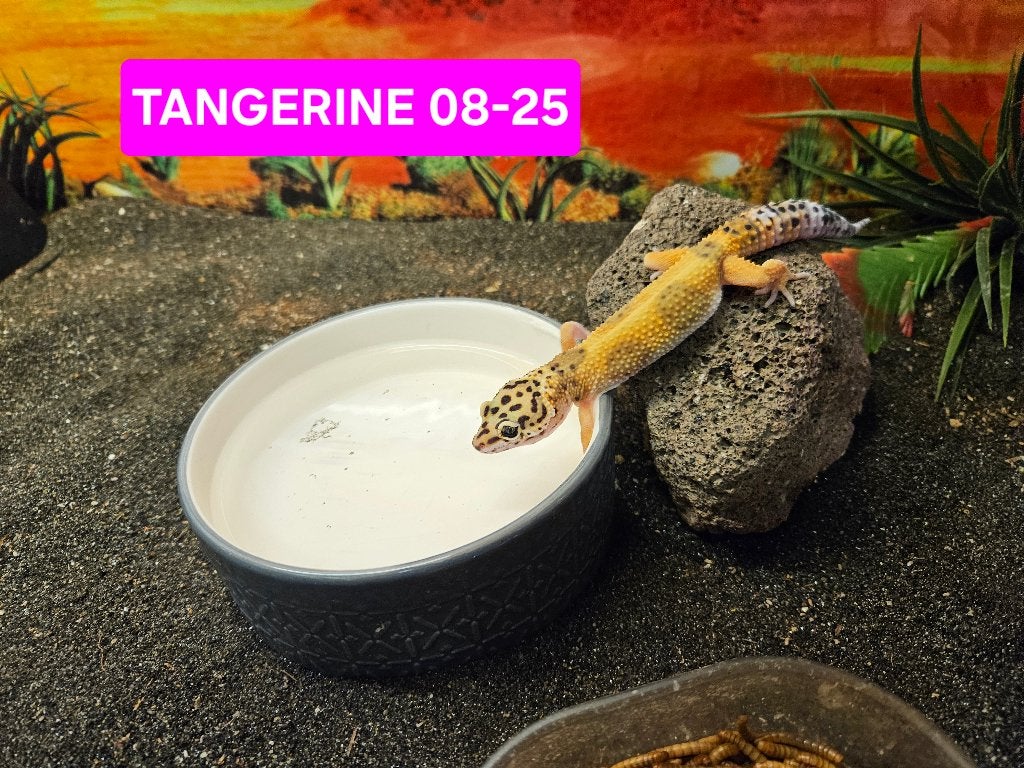 Eublepharis macularius Luipaardgekko Leopard Gecko photo 12