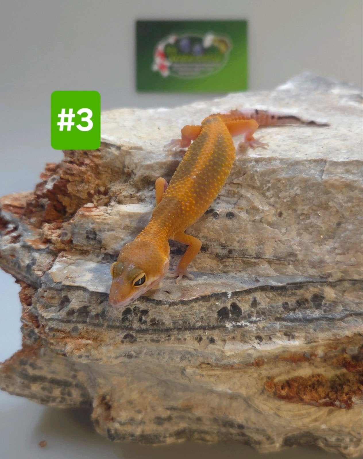 Luipaardgekko Leopard Gecko - unknown for sale from De Waterlelie BV