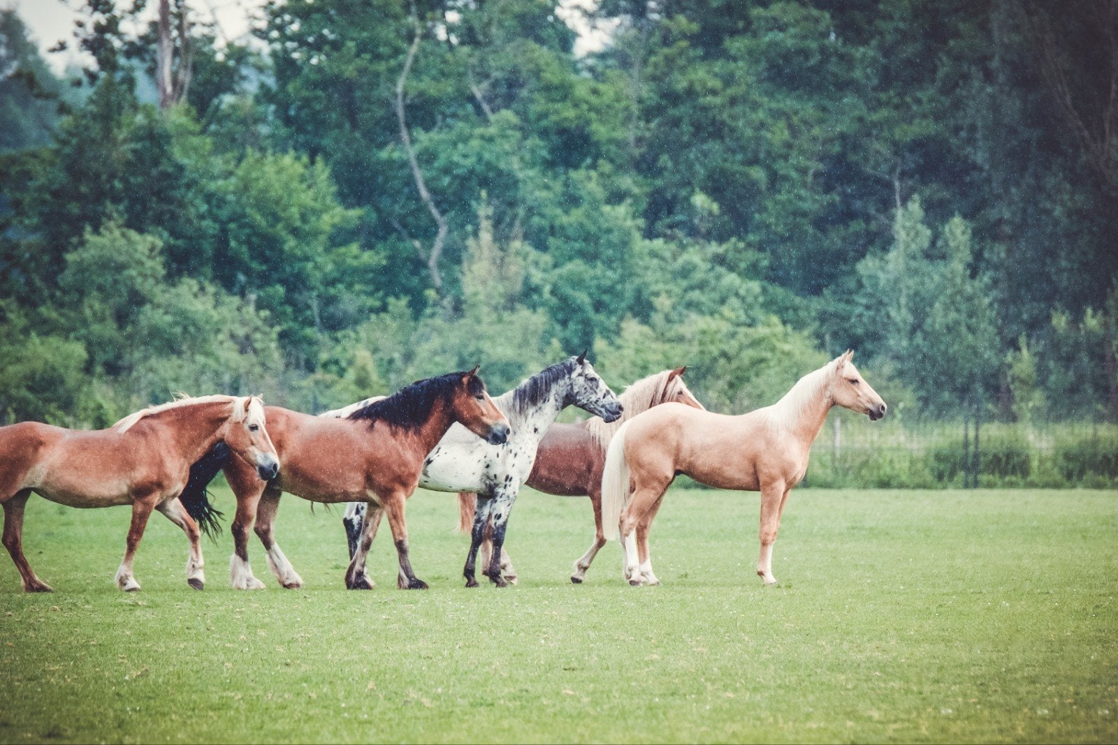 Pensionstal in Eindhoven / Son, Weidegang, 4 paarden of pony's of meer