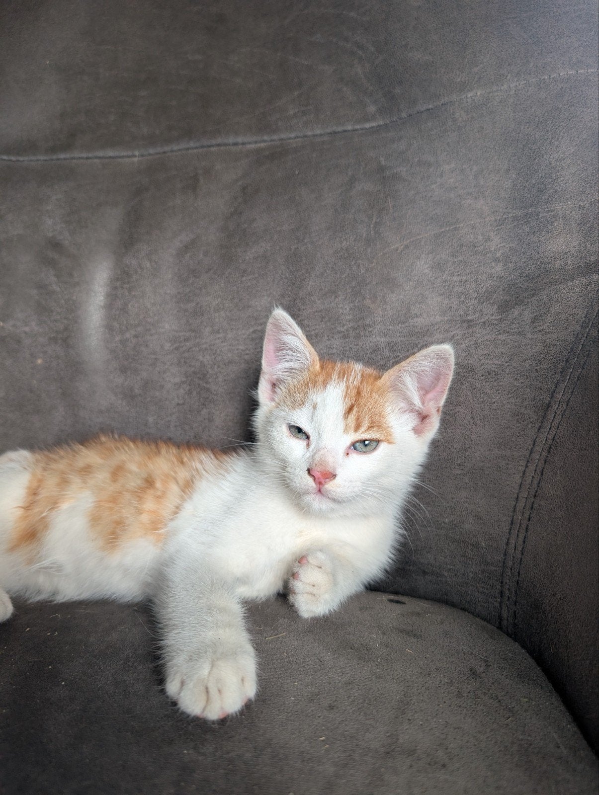 Hele lieve kitten, Dieren en Toebehoren