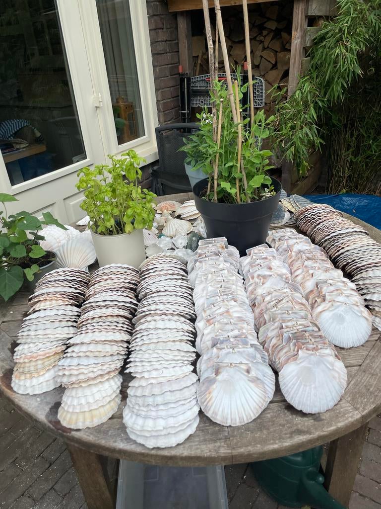 75 grote schelpen voor knutselen, decoratie of serveren, Hobby en Vrije tijd, Zee en Strand, Gebruikt, Beige, Ophalen of Verzenden