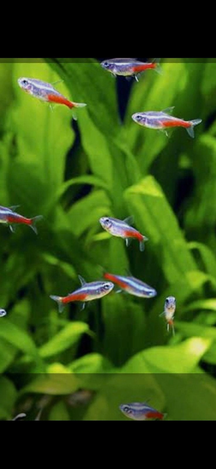 Neon tetra's GEZOCHT!!, Vis