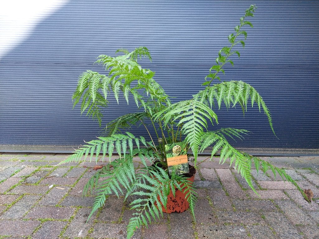 Dicksonia Antarctica- Tasmaanse/Australische boomvaren H85cm, Ophalen, Vaste plant, Varens, Bloeit niet
