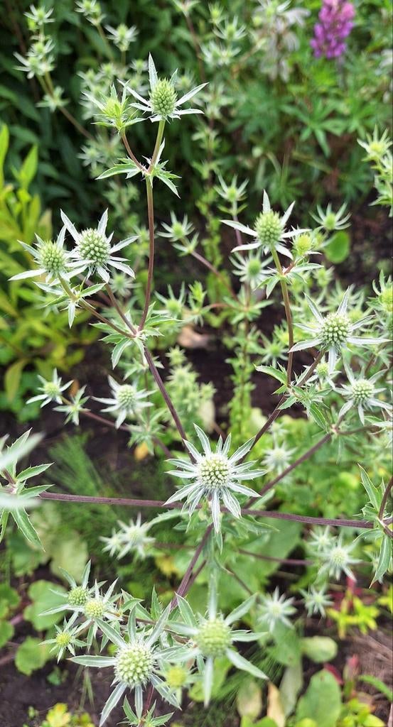 Eryngium ' Silver Salentino' zaden, Ophalen of Verzenden, Volle zon
