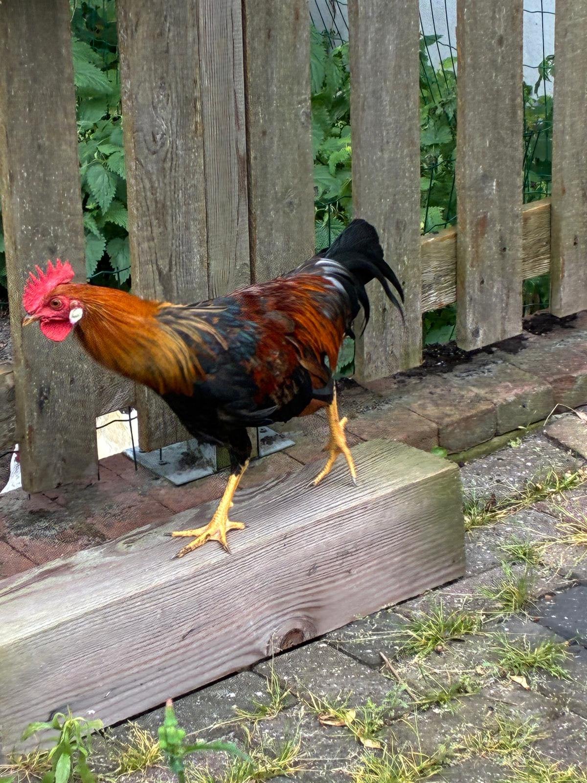 Jonge leghorn haan gratis, Mannelijk, Kip