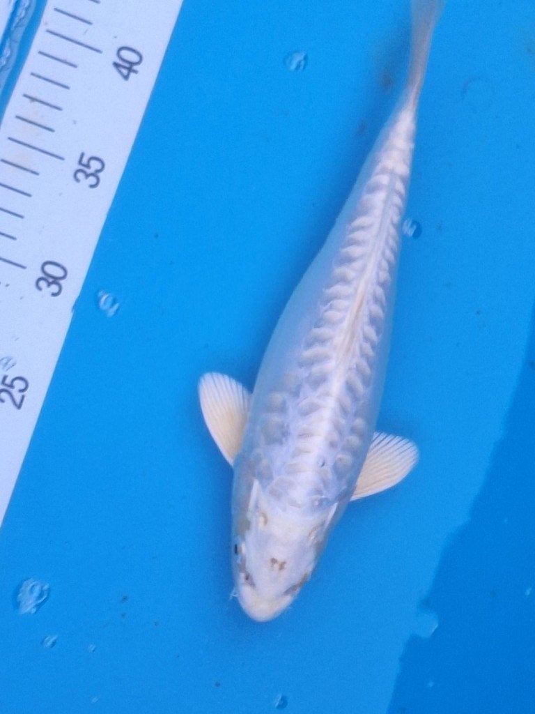 hele leuke koi handtam, Karper of Koi