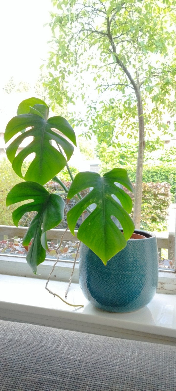 Monstera Variegata - Zeldzame en prachtige kamerplant, Ophalen
