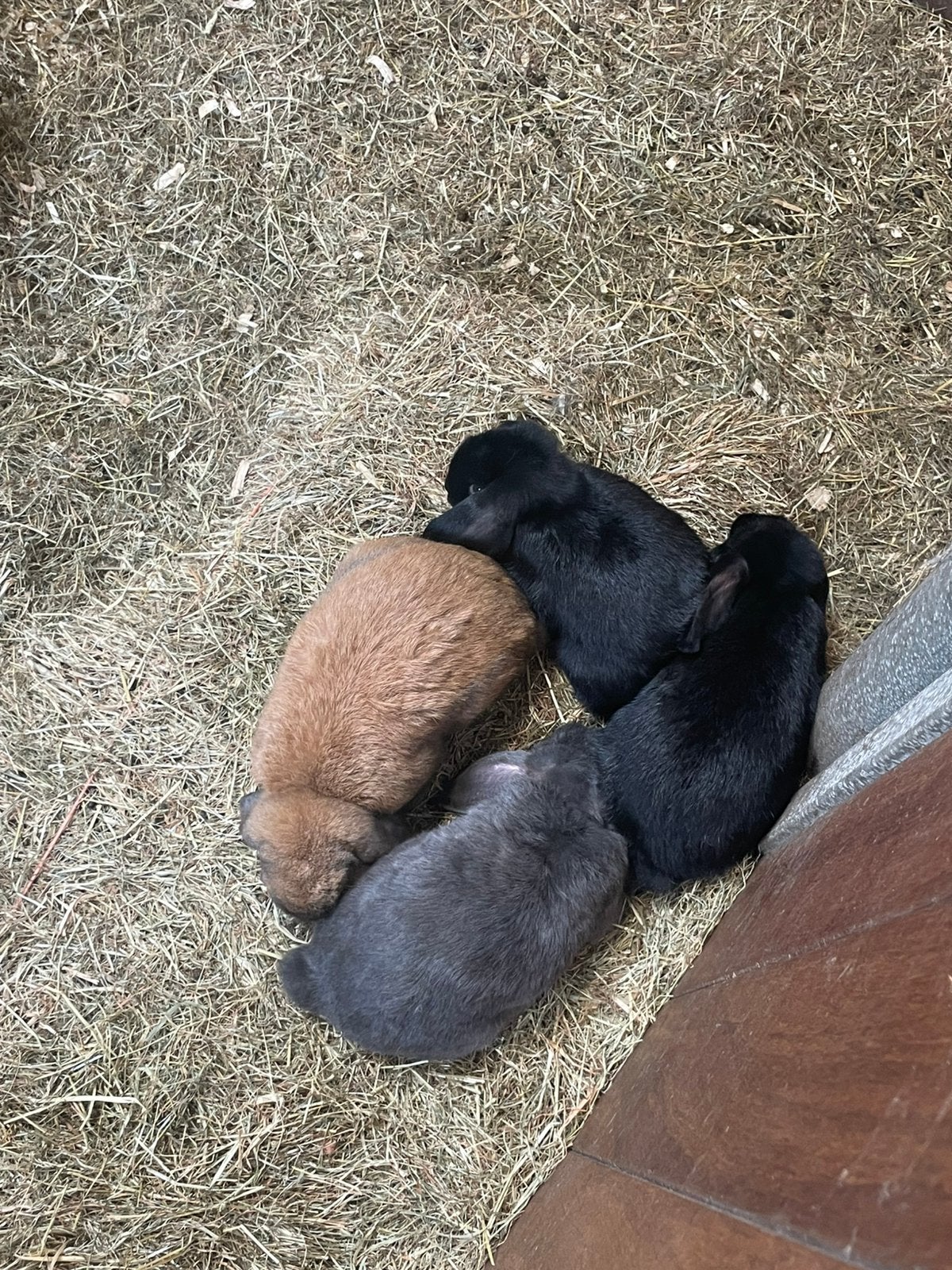 Twee zwarte dwergkonijnen hangoor ram, Dieren en Toebehoren, Konijnen, Mannelijk
