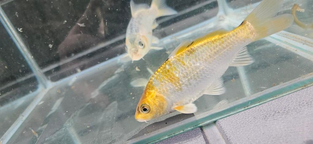 Jonge  koi 3 halen 2 betalen, Karper of Koi