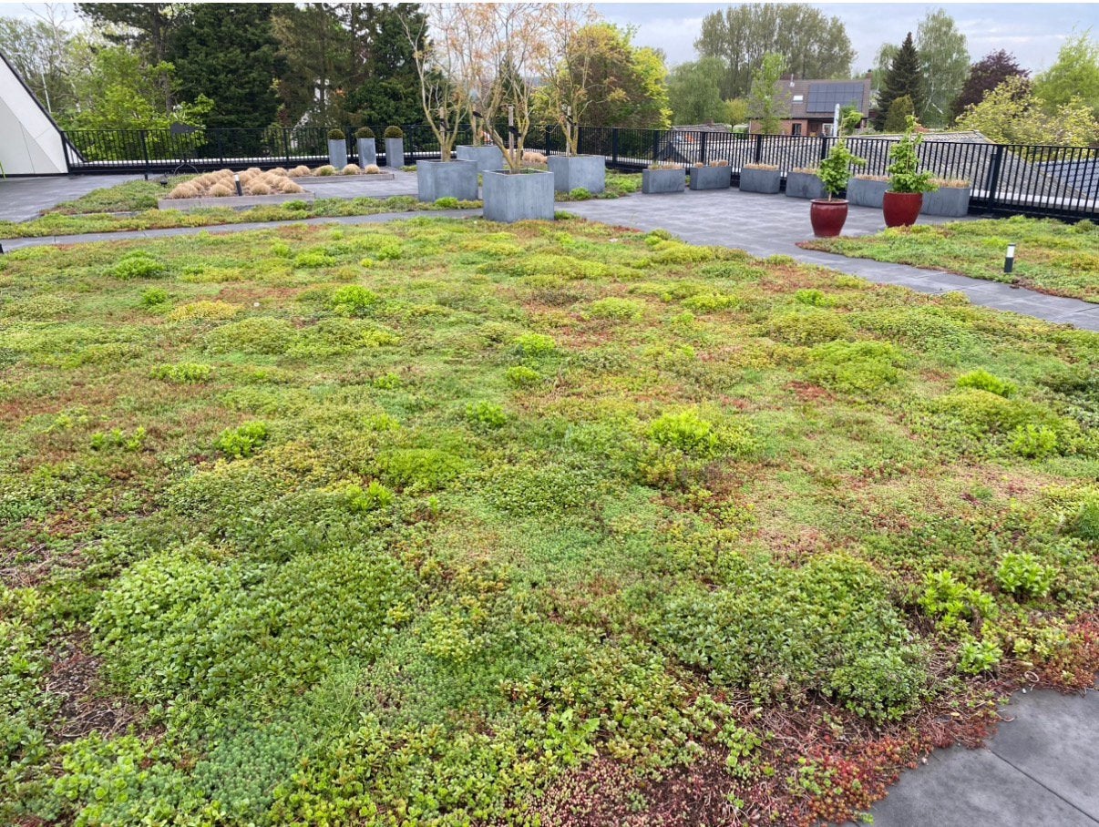 Sedum matten voor tuin of dakpakket