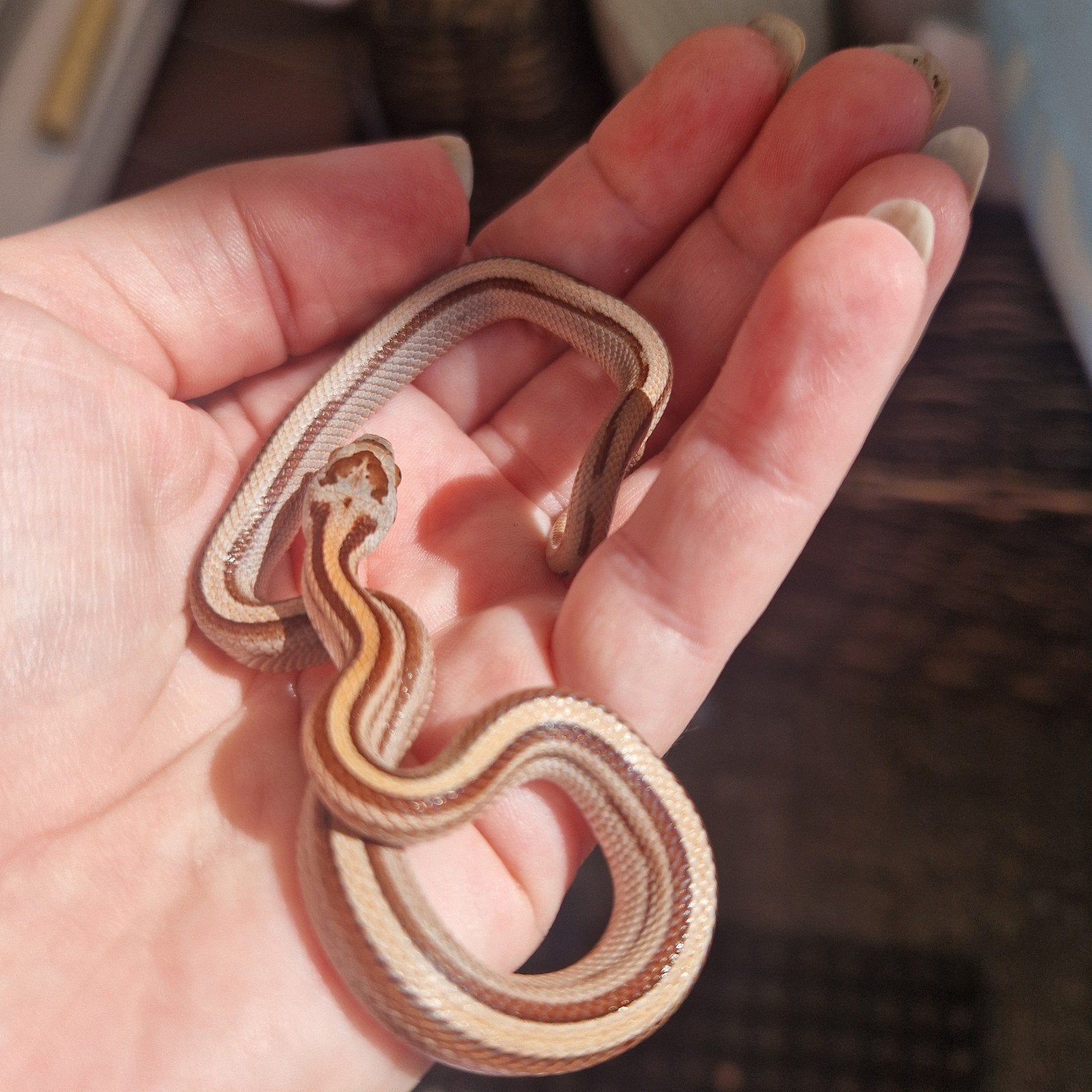 10 Jonge rattenslangetjes. Rat Snake - unknown for sale from Tamara