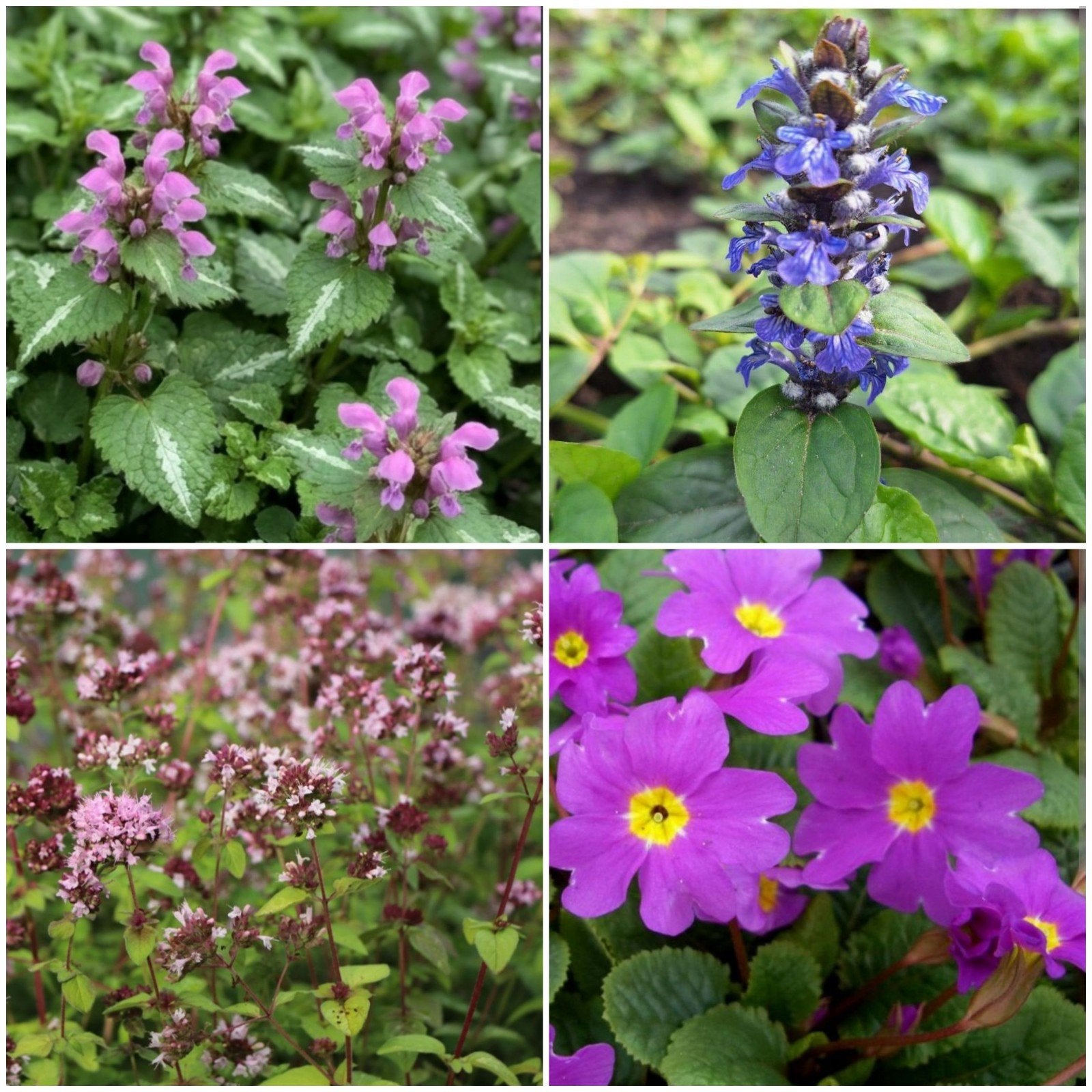 Verschillende biologische vaste tuinplanten, Tuin en Terras, Ophalen, Overige soorten, Halfschaduw
