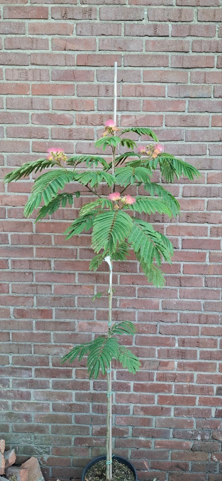 Albizia julibrissin 'Tropical Dream'. Perzische slaapboom, Ophalen, Volle zon, Overige soorten, 100 tot 250 cm