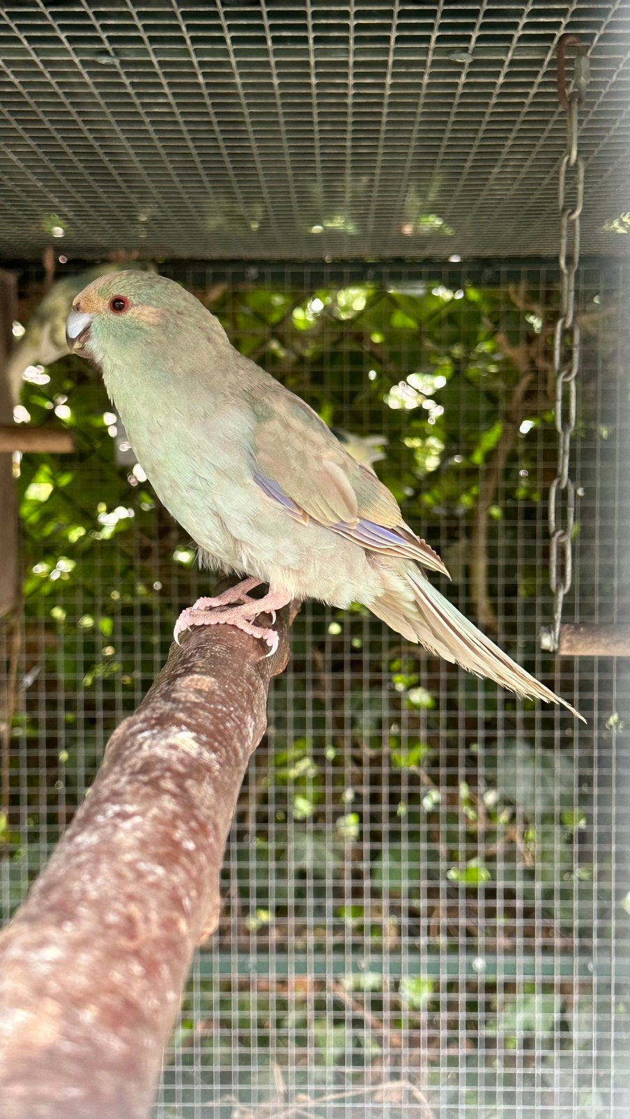 Jonge kakariki, Meerdere dieren, Parkiet