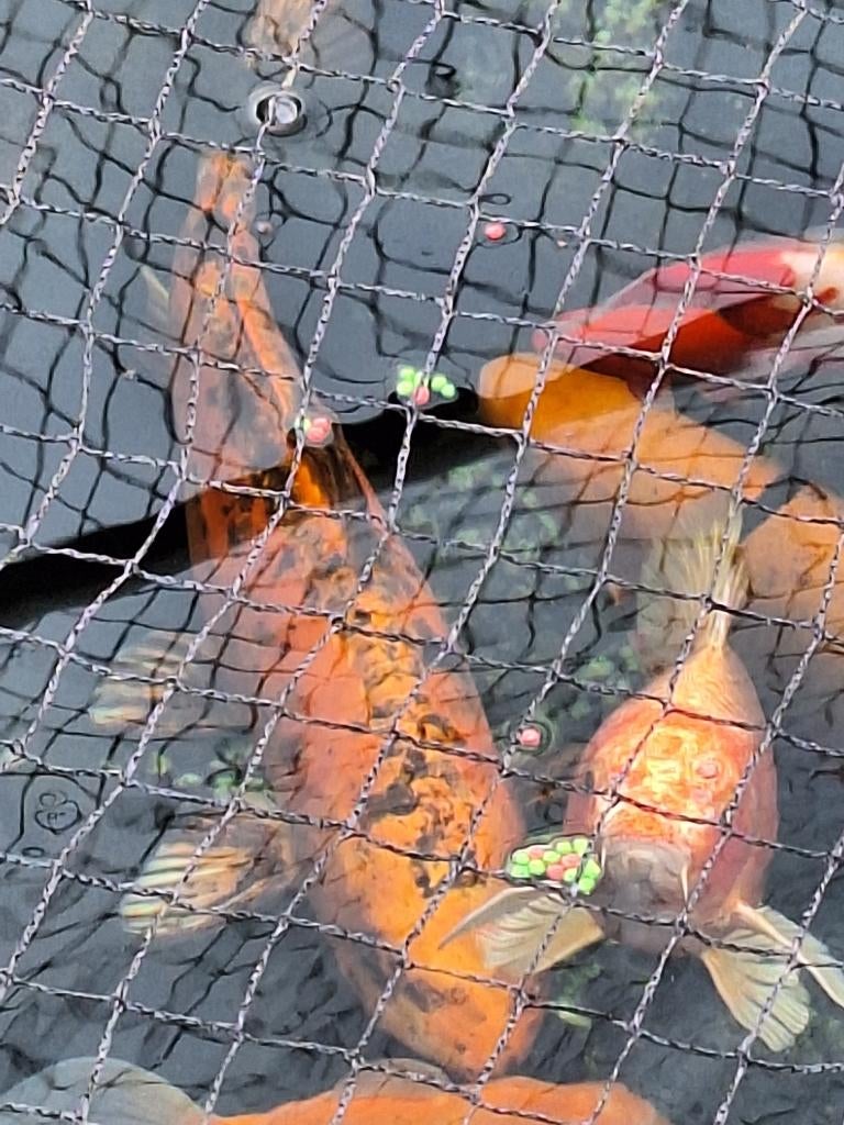 vijvervis, Karper of Koi