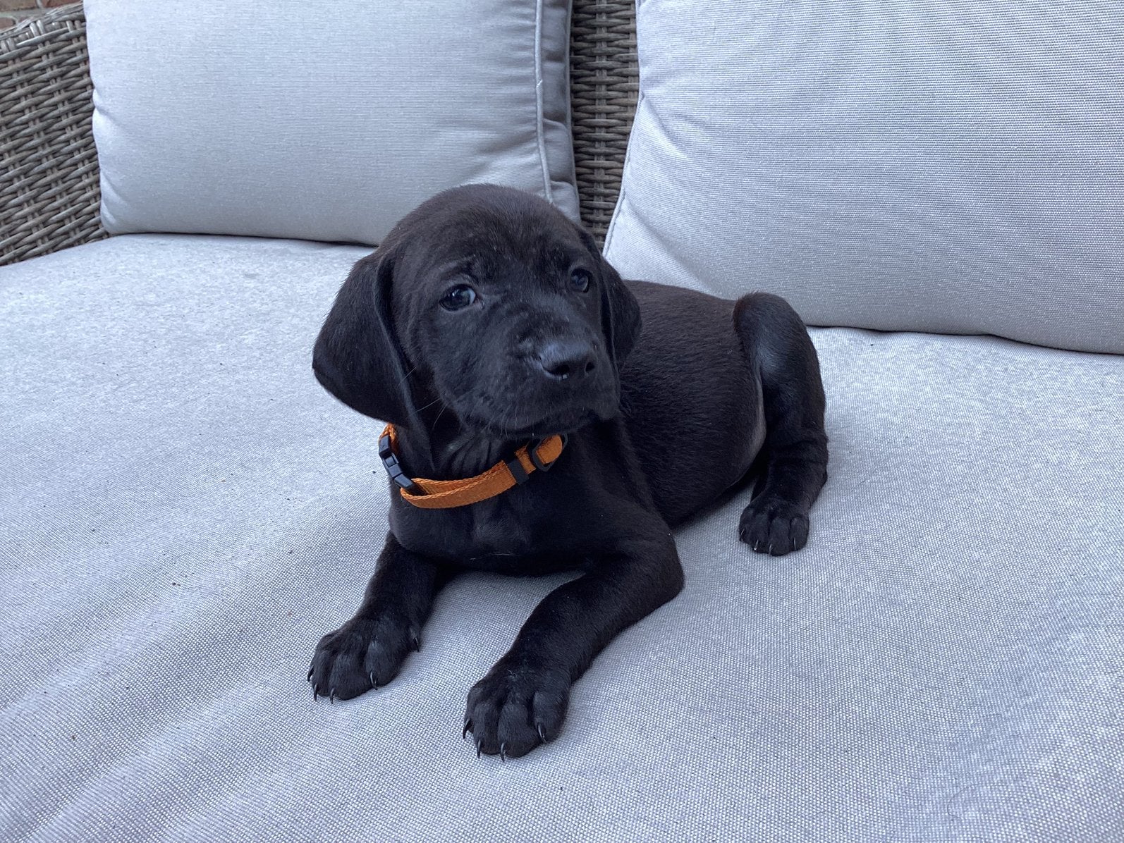 Yess, wij 2 puppy’s mogen van moeder Vizsla nu ook weg!, Dieren en Toebehoren, Parvo, 8 tot 15 weken, Meerdere, Nederland