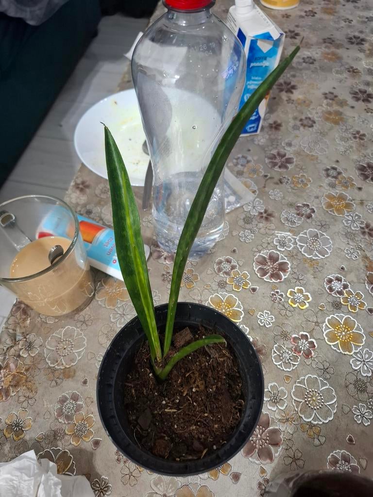 Sansevieria Cylindrica - Vrouwentong, Overige soorten, In pot, Minder dan 100 cm, Groene kamerplant