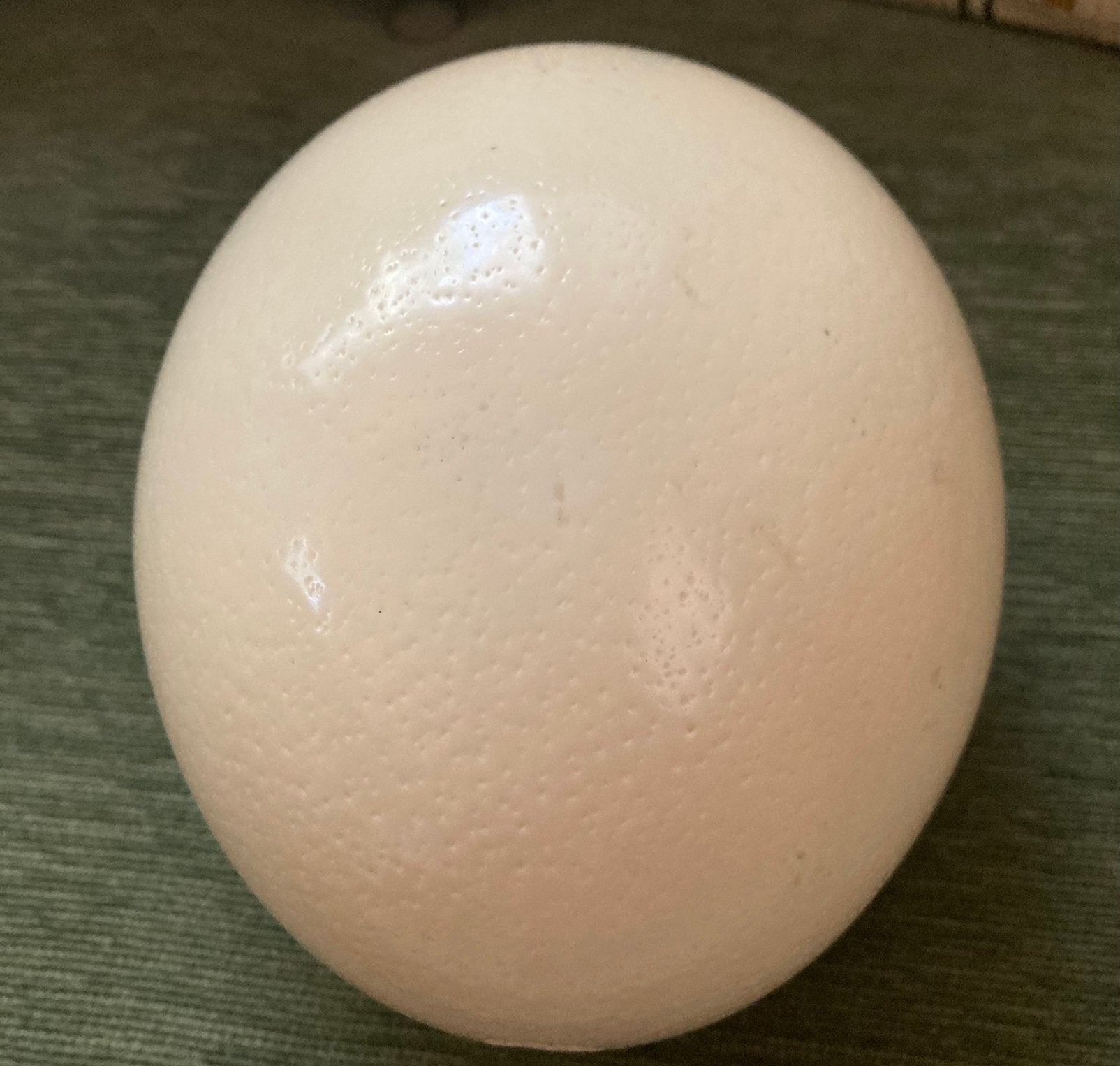 Struisvogel ei hoog 14 cm. uitgeblazen, Ophalen