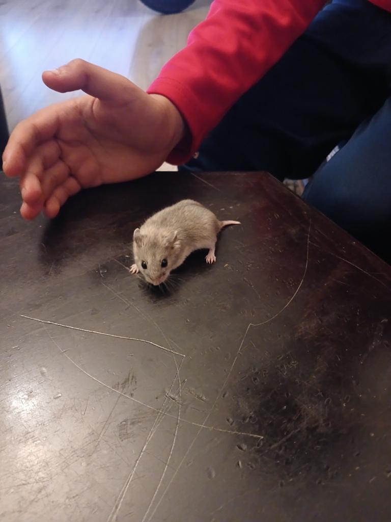 Gratis dwerg hamster, Ophalen