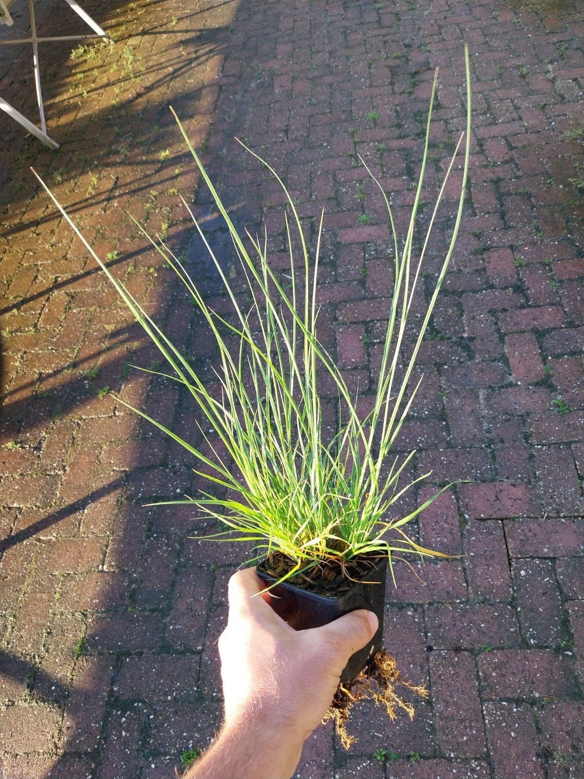 Pennisetum alopecuroides 'Little Bunny' - Lampenpoetsersgras, Tuin en Terras, Planten | Tuinplanten, Ophalen, Volle zon, Vaste plant