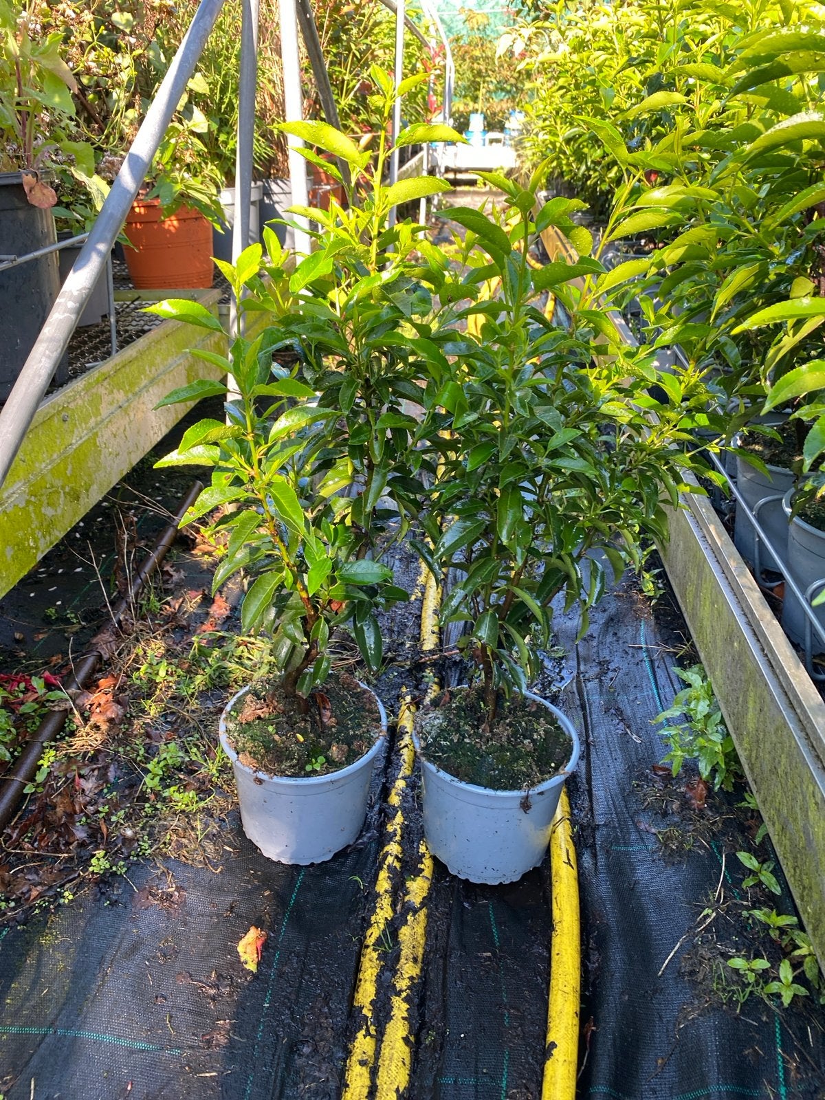 Portugese laurier 50cm hoog, Vaste plant, Bloeit niet, Halfschaduw, Ophalen