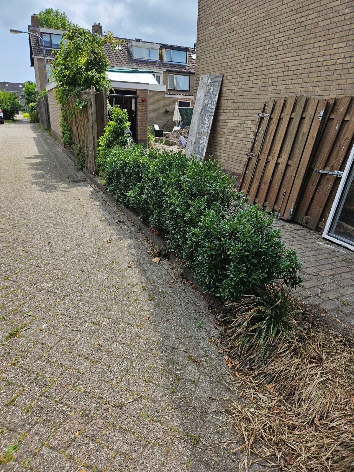 Portugese laurier (Prunus lusitanica), Vaste plant, Bloeit niet, Halfschaduw, Ophalen