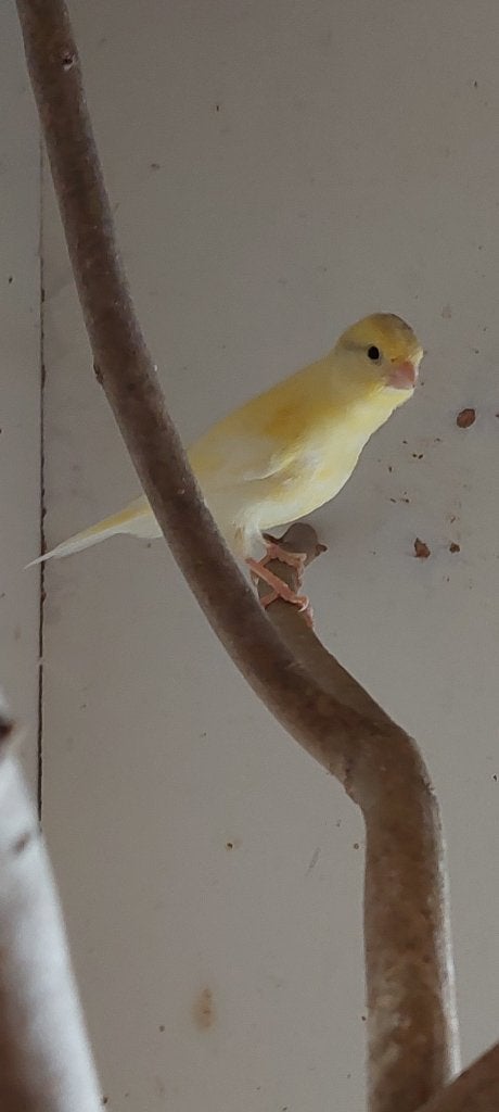 Kanarie jong, Dieren en Toebehoren, Vogels | Kanaries, Geslacht onbekend, Kleurkanarie