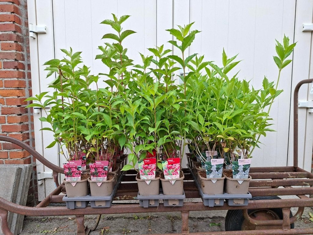 Mooie soorten Weigela in pot!, Ophalen, Overige soorten, Volle zon