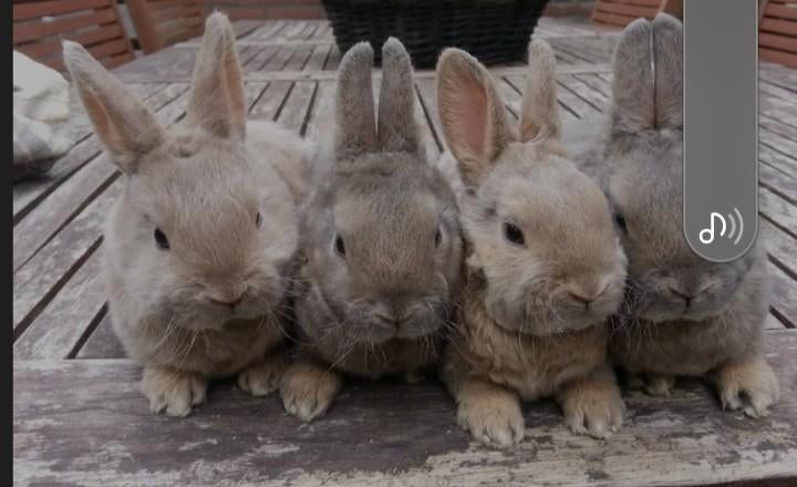 GEVRAAGD: 2 baby dwergkonijntjes € ?, Dieren en Toebehoren, Vrouwelijk, Dwerg