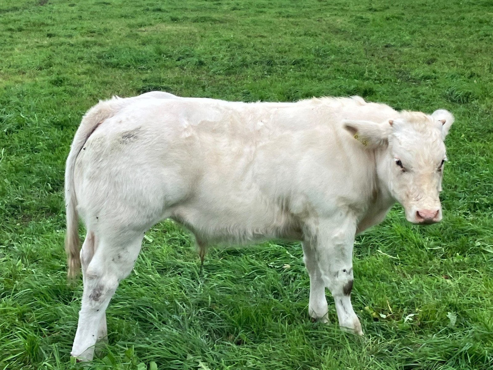 Super best luxe BWB stierkalf, Dieren en Toebehoren, Mannelijk, 0 tot 2 jaar