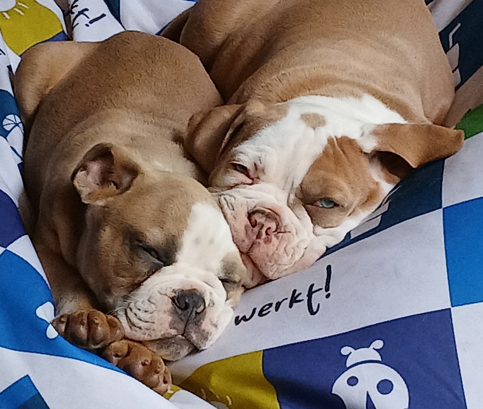 Old English Bulldog pups, Dieren en Toebehoren, Honden | Bulldogs, Pinschers en Molossers, Parvo, 8 tot 15 weken, Bulldog, Meerdere