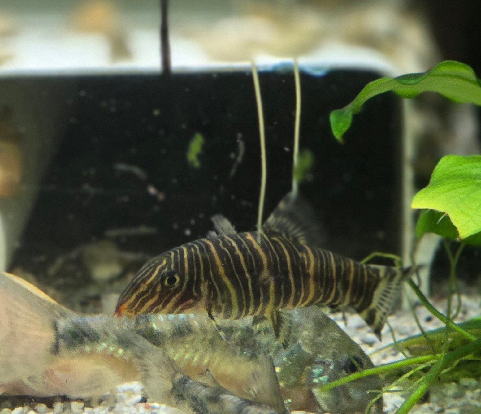 Gestreepte botia (striata), Slak of Weekdier
