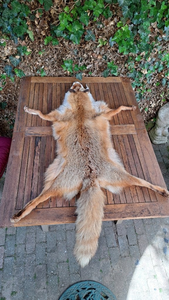 huid vos vulpes vulpes, Ophalen of Verzenden, Zo goed als nieuw, Overige soorten, Opgezet dier